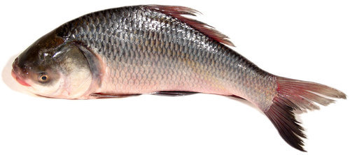 Catla Fish, for Cooking, Human Consumption, Style : Fresh