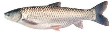 Mrigal Fish