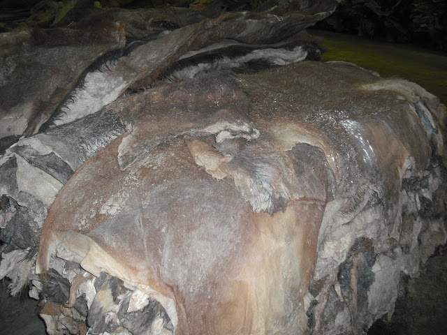 Dried Salted Donkey Hides