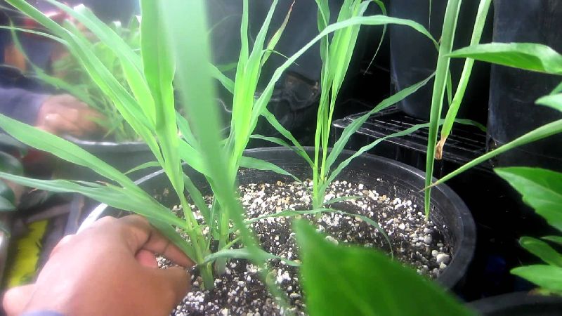 Lemongrass Baby Plant