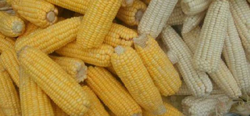 yellow corn maize