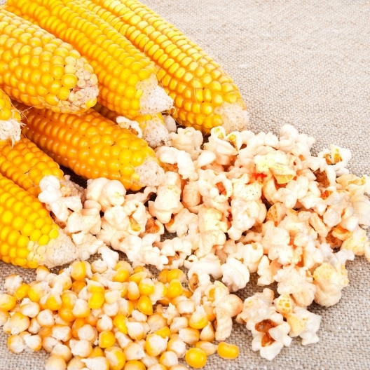 Yellow popcorn maizes