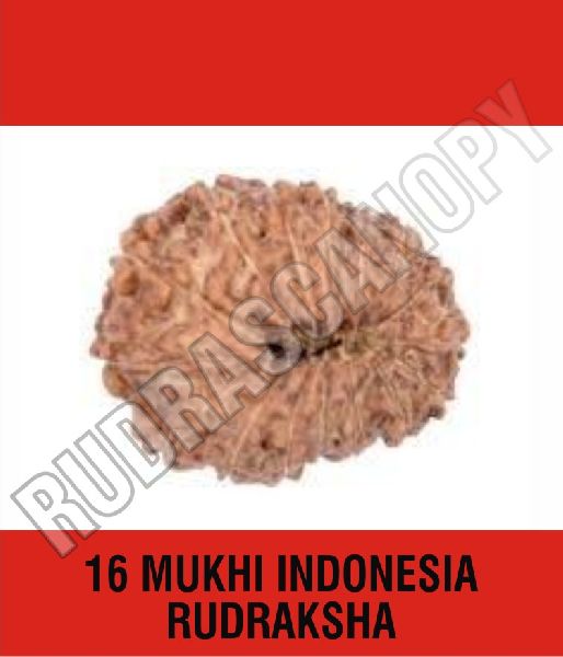 16 Mukhi Indonesia Rudraksha