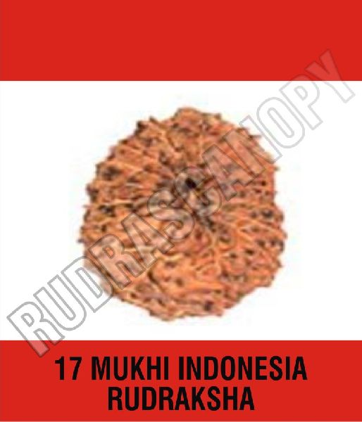 Brown Rudrascanopy Round 17 Mukhi Indonesia Rudraksha, Certification : Online Certified