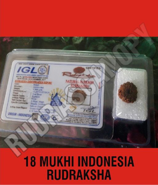 Rudrascanopy 18 Mukhi Indonesia Rudraksha, Certification : Online Certified