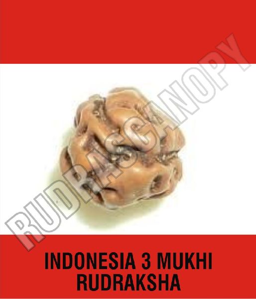 3 Mukhi Indonesian Rudraksha