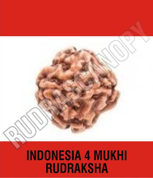4 Mukhi Indonesia Rudraksha, For Wittyness, Knowledge, Intellect., Certification : Online Certified