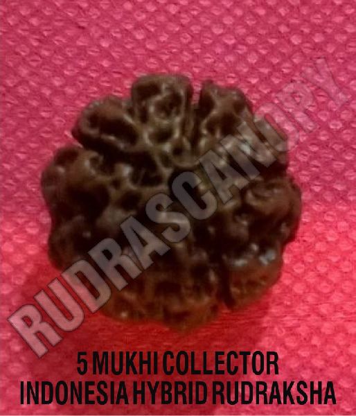 5 Mukhi Rudraksha Papua New Guinea