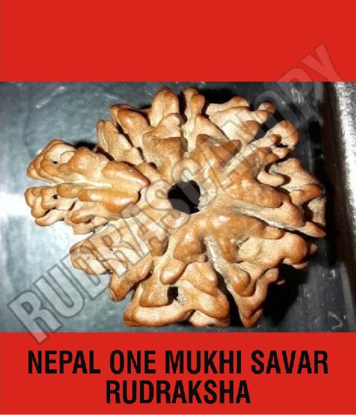 One Mukhi Savar Nepal Rudraksha
