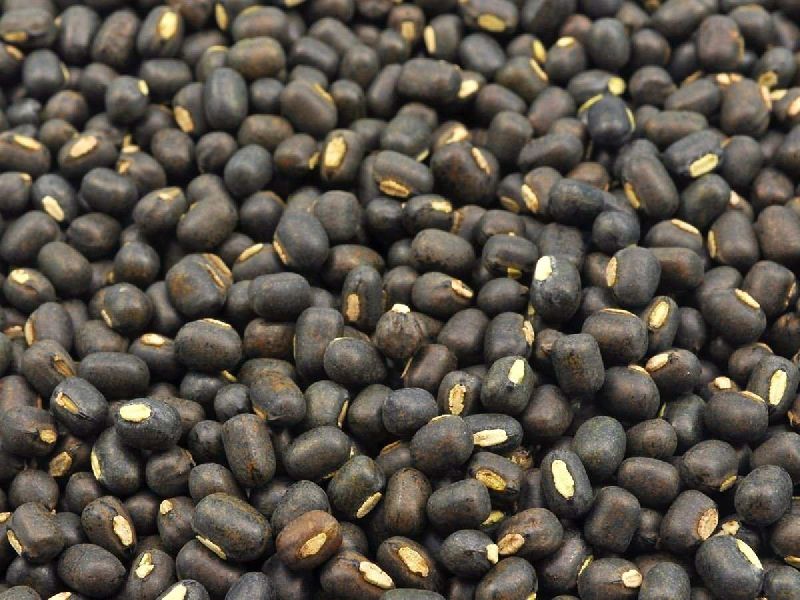 black-gram-at-best-price-in-chennai-joku-exports