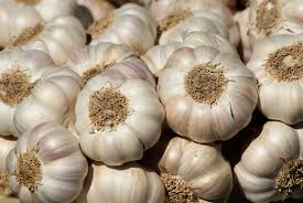 fresh garlic