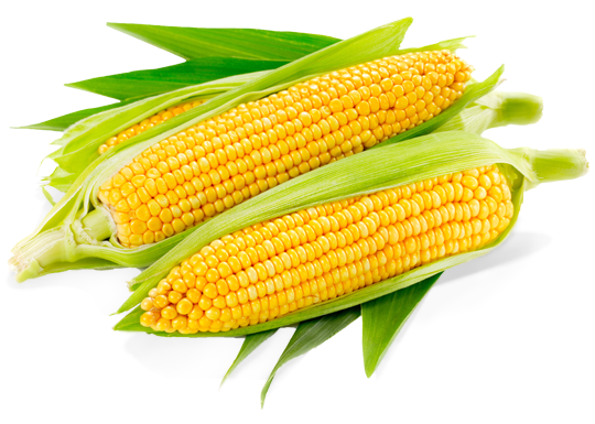 Yellow Corn Manufacturer in Ariyalur Tamil Nadu India by ...