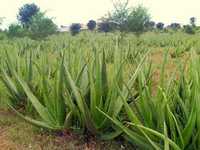 BARBEDENSIS MILLER Aloe vera Plants, Grade : BD HYBRIDGE