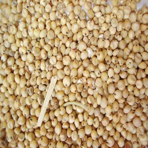 Hybrid Sorghum Seeds, for Cooking, Packaging Type : Gunny Bag