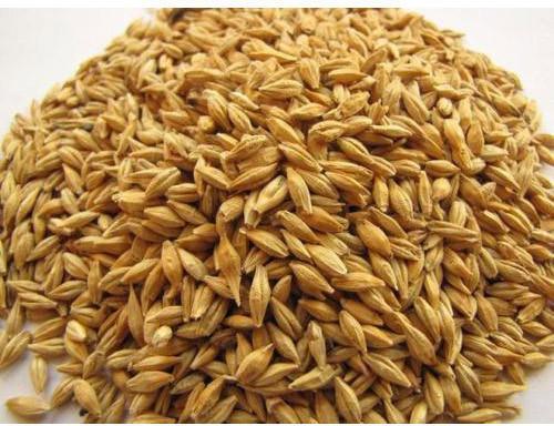 Natural Barley Grain