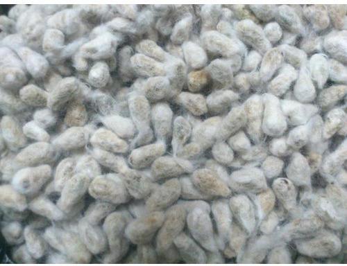 Natural Cotton Seeds