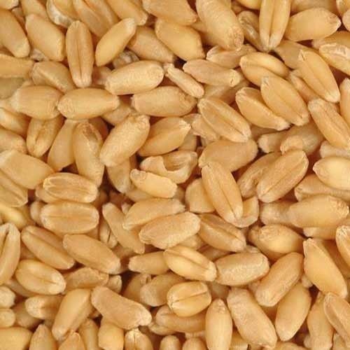 Organic Wheat Grain, for Bakery Products, Cookies, Packaging Type : Gunny Bag