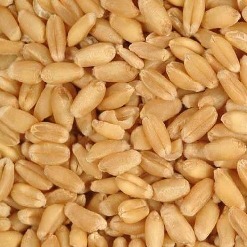 Organic Wheat Grain