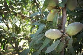 Almond Plants