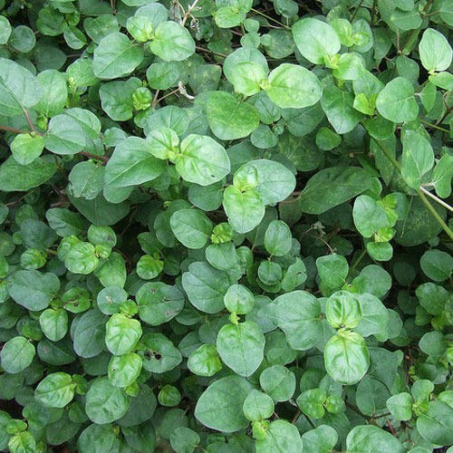 Punarnava Herb Plant
