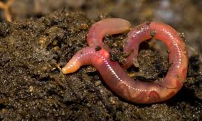 Agricultural Earthworms