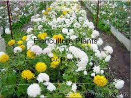 floriculture plants