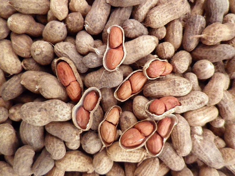 peanuts seed