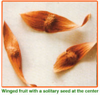 Ailanthus Excelsa Seeds