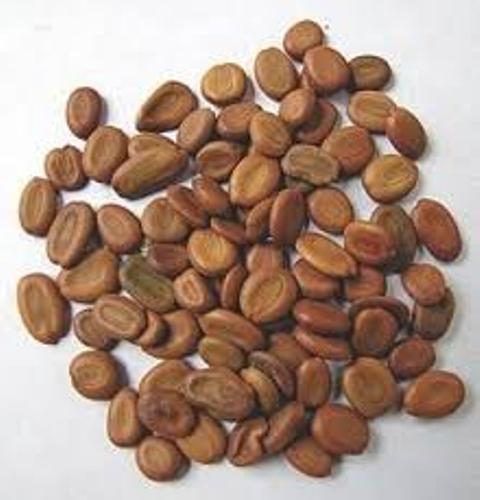 Albizia Procera Seeds