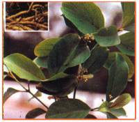 Decalepis Hamiltonii Plant