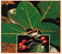 Ficus Benghalensis Plant