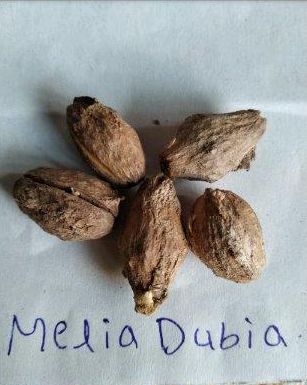 Melia Dubia Seeds