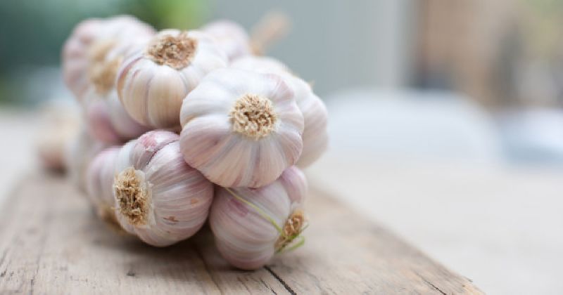 fresh garlic