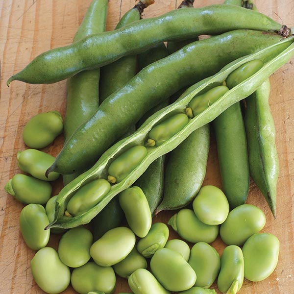 fresh green beans