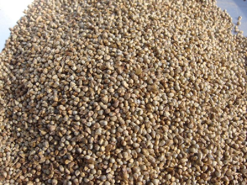 Common Pearl Millet Seeds, Packaging Type : Bag