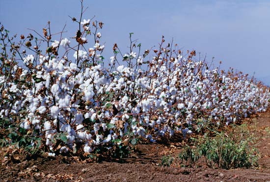 raw cotton