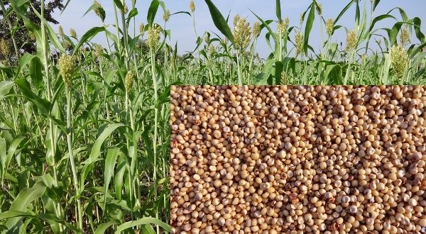 Sorghum Seeds