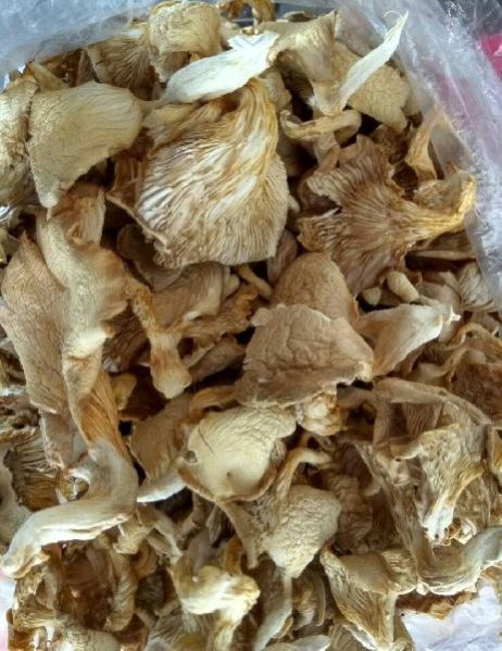 sportnation with oyster mushrooms