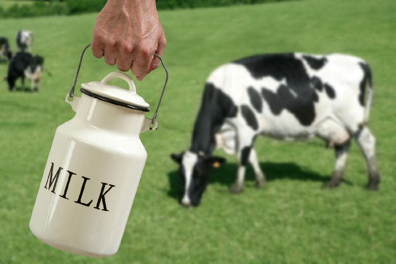 Cow Milk Manufacturer In Visakhapatnam Andhra Pradesh India By Vikki