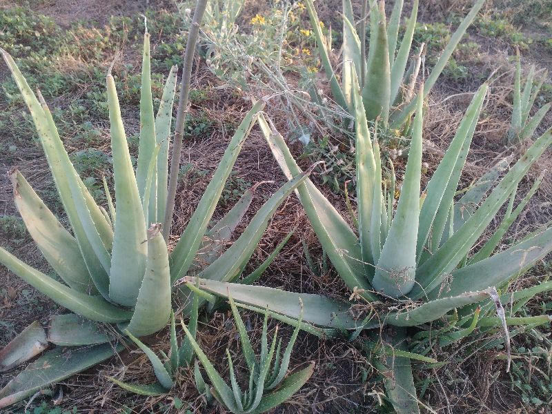 Aloe Vera Plants Manufacturer In Jhunjhunu Rajasthan India By