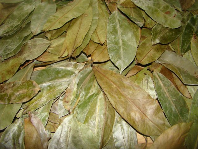 Dried Soursop Leaves