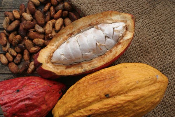 Raw Cocoa Nuts