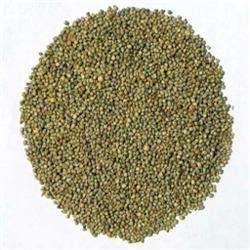 Bajra Grain