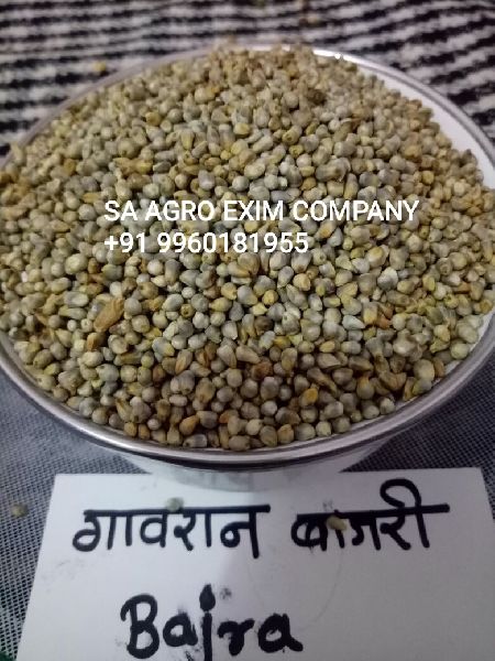 Organic Bajra Seeds