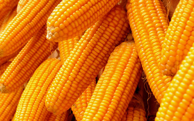 Organic yellow maize, for Animal Food, Human Food, Style : Fresh