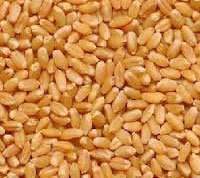 Best Wheat