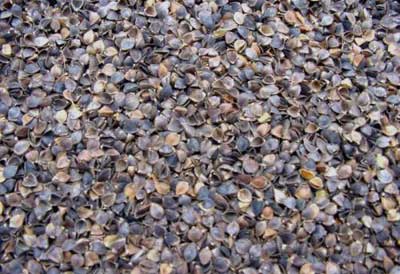 Buckwheat Hull, for High In Protein, Feature : Optimum purity, Rich in nutrients
