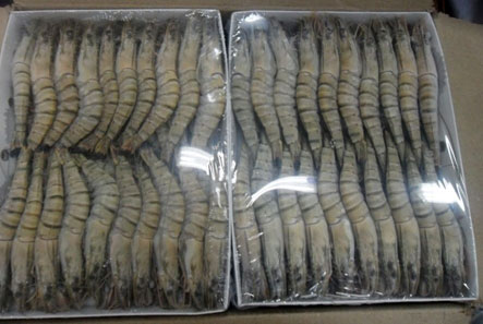 Peeled Frozen Black Tiger Shrimps, Style : Blocks, Dried, Fried