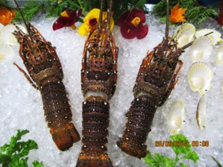 Frozen Whole Lobsters
