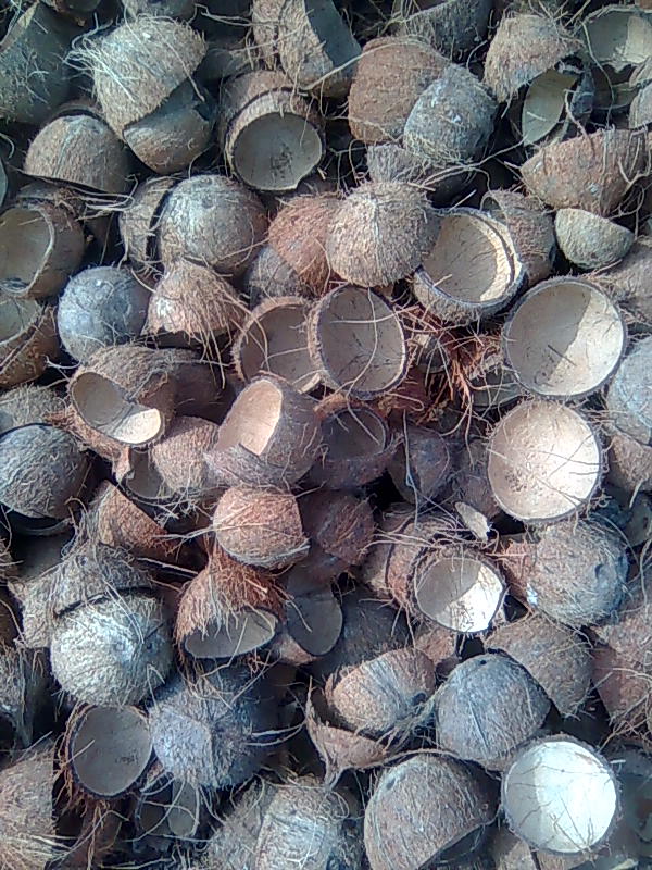 Coconut shell, Color : Brownishe